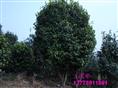 茶花苗圃-红茶花2 