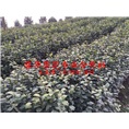 茶花基地