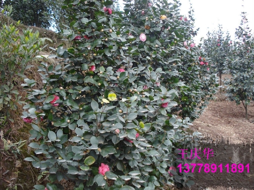 茶花种植基地-红.粉茶花1