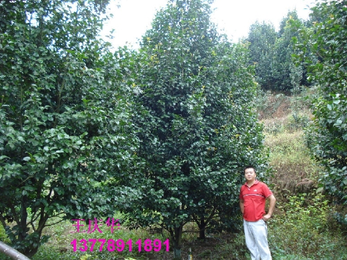 茶花苗圃-大茶花1
