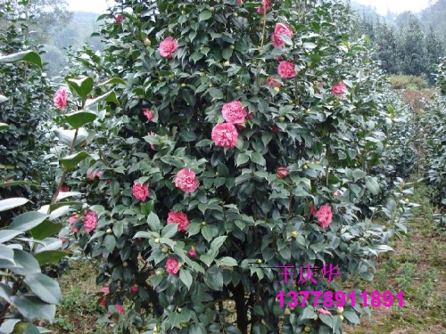 茶花种植基地-红.粉茶花2