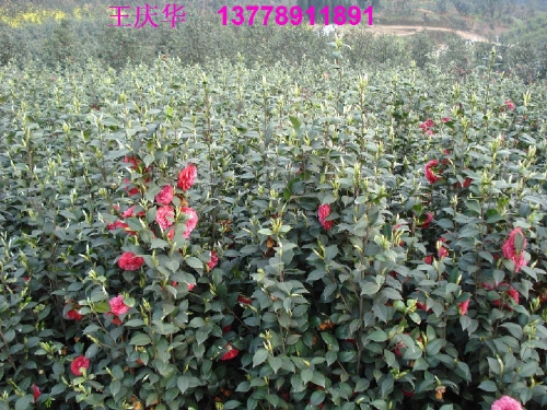 茶花基地-茶花6