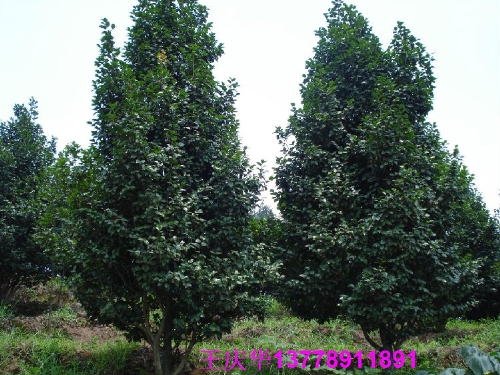 茶花基地-大茶花3