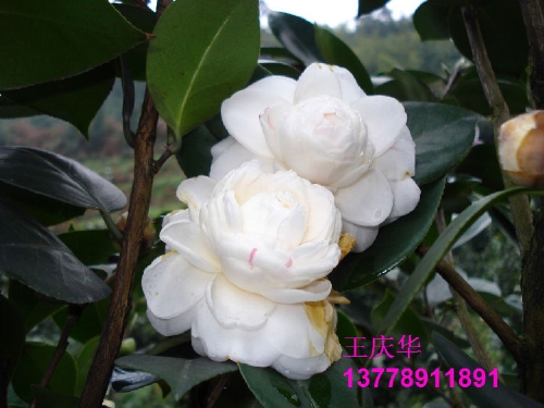 茶花种植基地-四川茶花1 