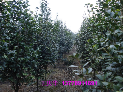四川大茶花-红茶花 