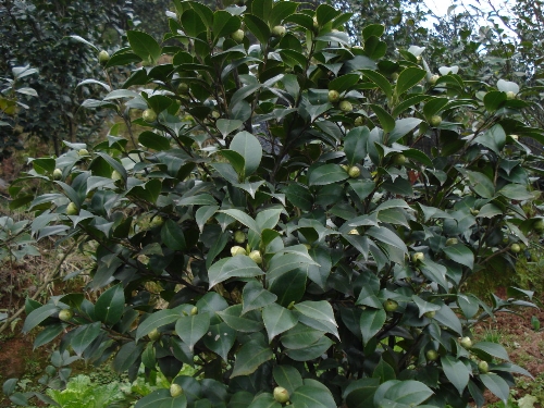 茶花园艺场-红茶花6 