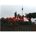 四川茶花小苗基地