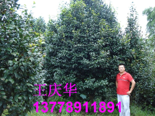 茶花苗圃-大茶花2