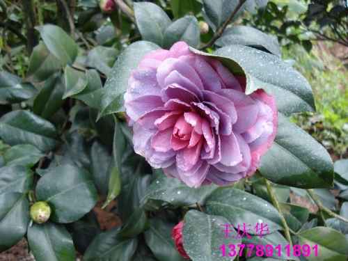 四川大茶花-红.粉茶花2 