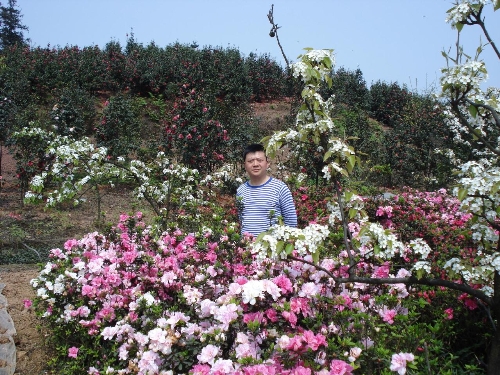 茶花基地-茶花5