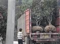 茶花苗圃-大茶花1 