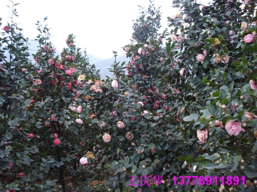 茶花生产基地-大茶花3 