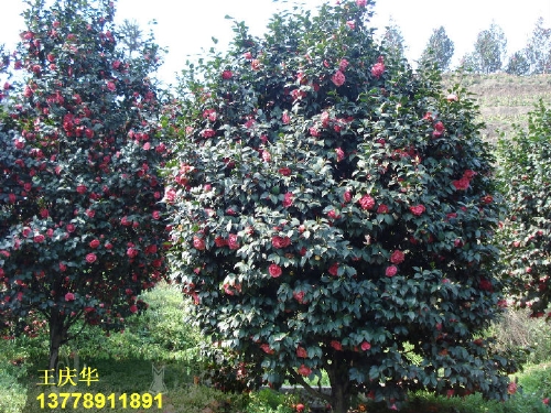 茶花基地-茶花2 