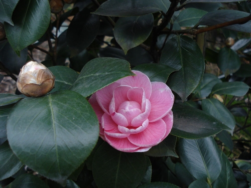 茶花基地-红.粉茶花3