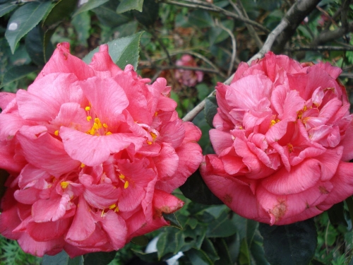 四川大茶花-红.粉茶花4 