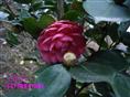 茶花生产基地-红.粉茶花6 