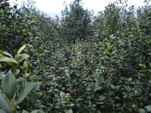 茶花园艺场-红茶花2 