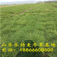 麦冬草基地