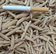 麦冬药材
