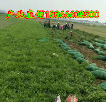 麦冬草
