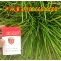 麦冬草
