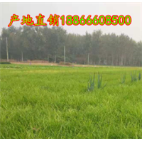 麦冬草