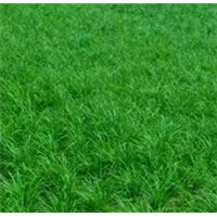 麦冬草