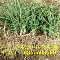 麦冬草