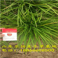丹麦草