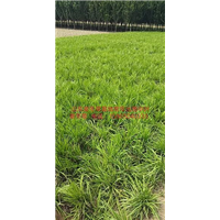 山东麦冬&菏泽麦冬草