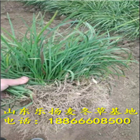 麦冬草