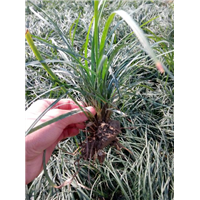 山东麦冬草￥菏泽麦冬草￥麦冬草基地