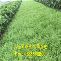 麦冬草基地