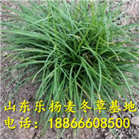 麦冬草