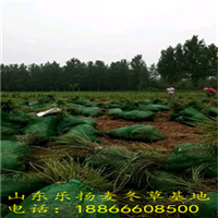 麦冬草基地