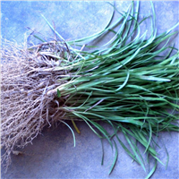 山东麦冬&菏泽麦冬草