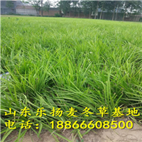 丹麦草