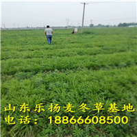 麦冬草基地
