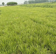 麦冬草