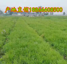麦冬草