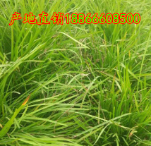 麦冬草
