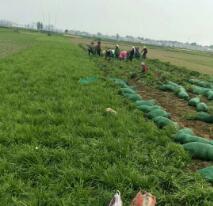 麦冬草基地
