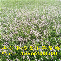 丹麦草