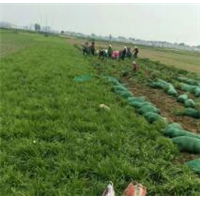 麦冬草基地