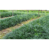 山东麦冬草￥菏泽麦冬草￥麦冬草基地