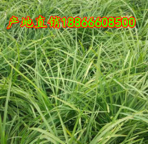 麦冬草