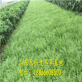 麦冬草基地