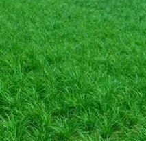 麦冬草