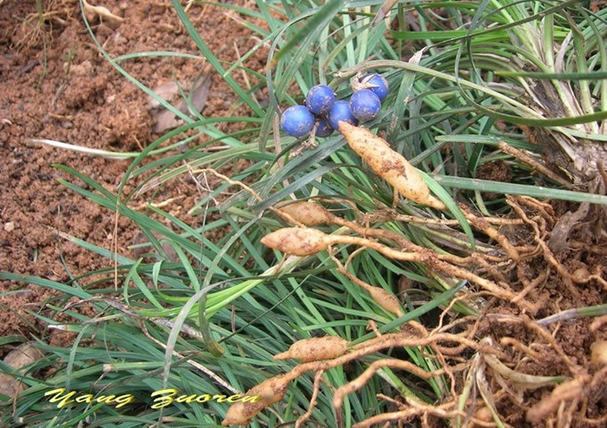 山东麦冬&菏泽麦冬草