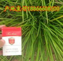麦冬草